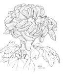 菊花