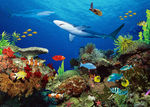 海洋生物