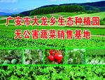 蔬菜基地