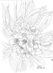 花的