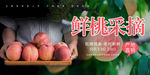 采摘桃子海报  鲜桃海报 桃子