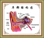 耳部结构图