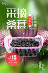 采摘桑葚海报