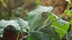 高清雨点打在菩提树叶上的视频