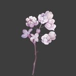 手绘花
