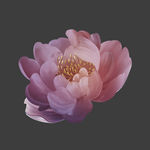 手绘花