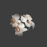 手绘花