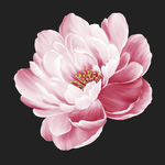 手绘花