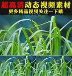 小清新绿叶小草叶子阳光嫩叶视频