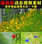 小清新绿叶阳光鲜花盛开春天视频