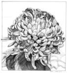 菊花描绘