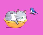 卡通猫咪