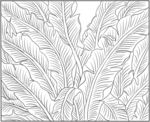 草本植物绘图