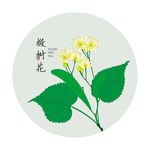 椴树花
