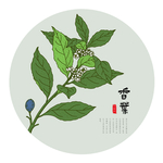 手绘香叶