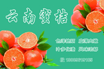 云南高原蜜桔