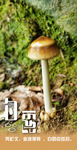 白露寒露霜降野外蘑菇摄影照片