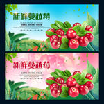蔓越莓