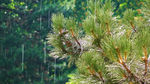松林绿树下着雨