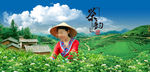 春茶