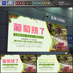 葡萄