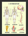 人体骨骼结构图