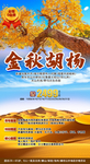 胡杨林