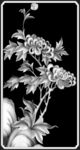 菊花灰度图