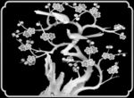 梅花灰度图