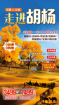 走进胡杨