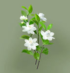 手绘茉莉花