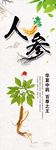 百草之王人参野山参