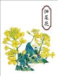 油菜花