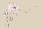 荷花