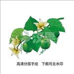 罗汉果