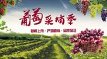 葡萄采摘季海报