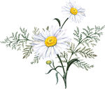 小菊花