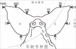 猪图