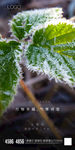 小雪
