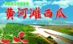 黄河滩西瓜