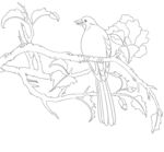 花鸟