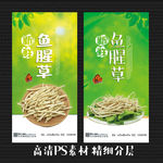 鱼腥草