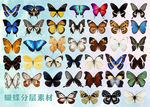 蝴蝶免扣素材