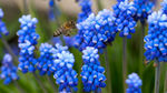 蜜蜂飞在蓝色小花上