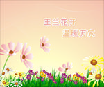 白玉兰背景