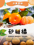 砂糖橘