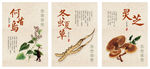 冬虫夏草  灵芝 何首乌