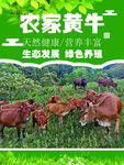 农村黄牛