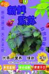 紫苏