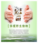 保护 动物 海报